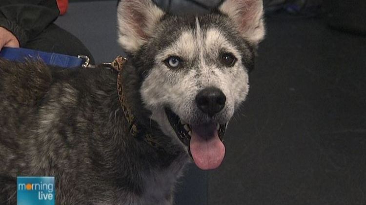 Rescued husky Shadow; Morning Live, May 19, 2015