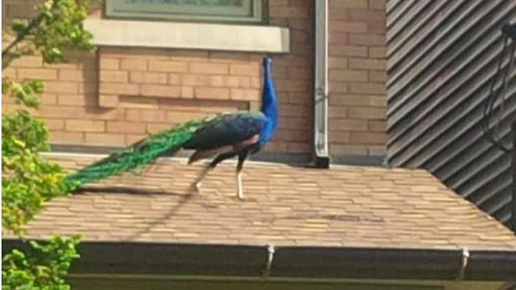 A peacock on the loose in west Toronto; May 29, 2015