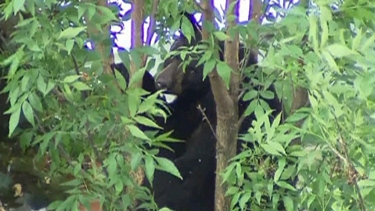 A bear shot and killed by York Regional Police; Newmarket, June 1, 2015 (CityNews)