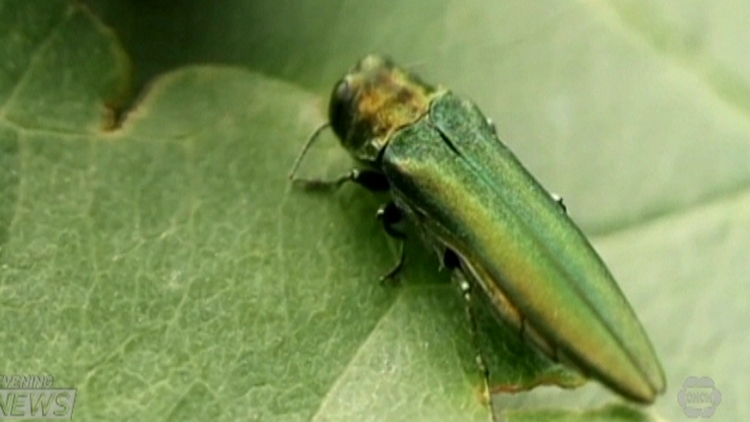 Emerald ash borer solution