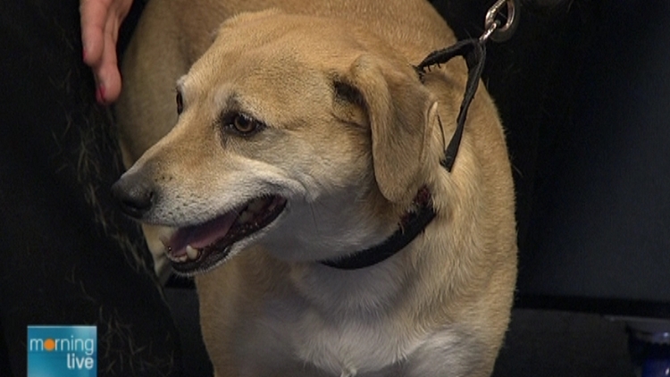 Shelby, a whippet-beagle cross; Morning Live, June 15, 2015