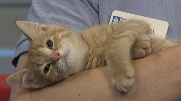 Pachi, a kitten up for adoption by the Oakville & Milton Humane Society; Morning Live, June 29, 2015