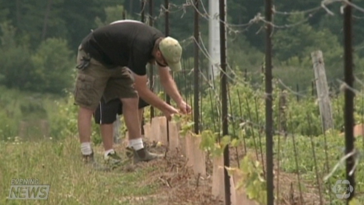 Students in Niagara College's teaching vineyards; Niagara-on-the-Lake, July 7, 2015