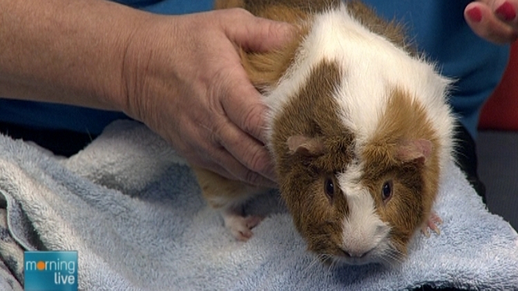 Lionel, a guinea pig needing a new forever home; Morning Live, July 13, 2015