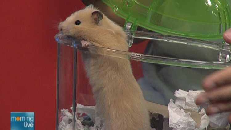 Coconut, a hamster up for adoption by the Oakville & Milton Humane Society; Morning Live, July 27, 2015