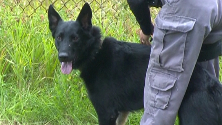 Halton police K9 unit welcome Arrow