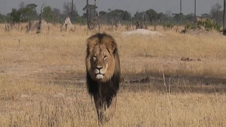 Air Canada bans shipment of hunting trophies