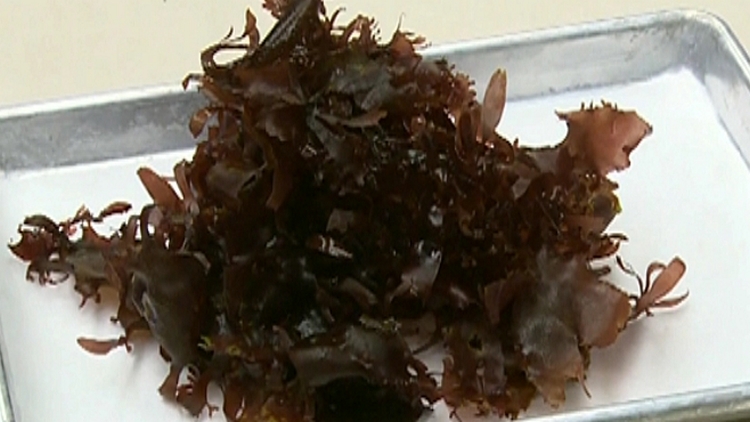 Bacon seaweed the new superfood?