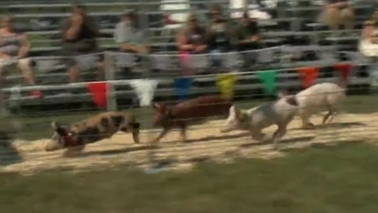 Pigs racing at the Niagara Regional Exhibition; Welland, September 17, 2015