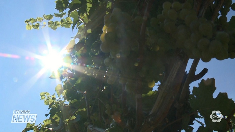 Grapes at Vineland Estates; Lincoln, September 17, 2015