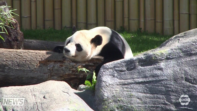 Toronto Zoo could soon welcome 2 new pandas