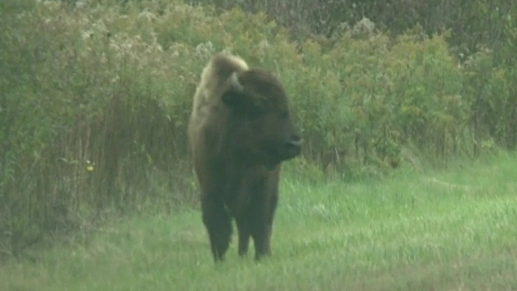 A baby buffalo evaluates its surroundings; Niagara Falls, October 6, 2015