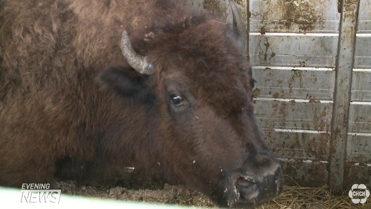 Last bison caught