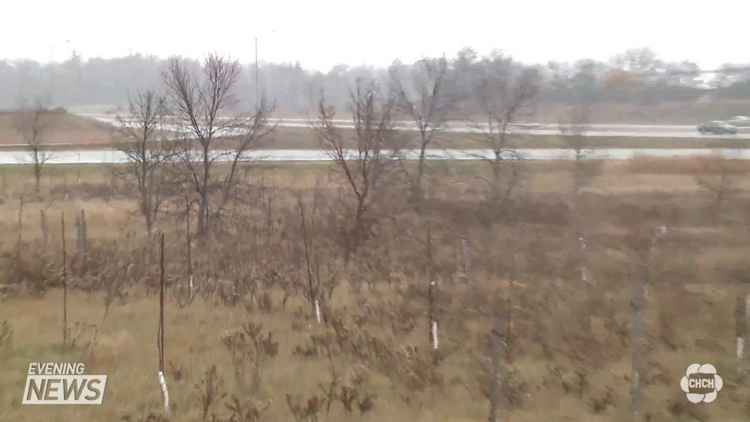 Trees planted beside a highway