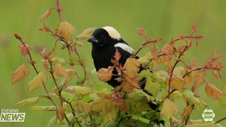 Relocating “at risk” bird species