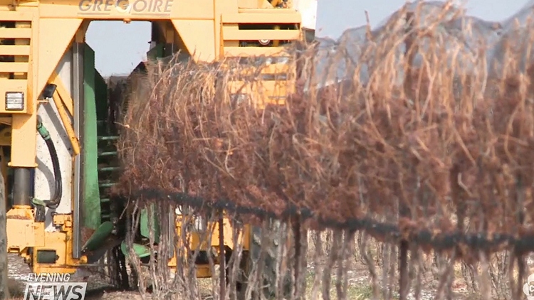 Warm weather impact on ice wine