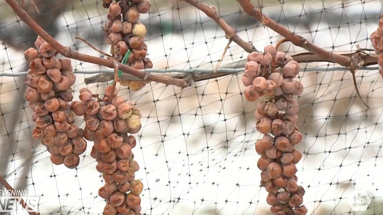 Could icewine grapes help fight cancer?