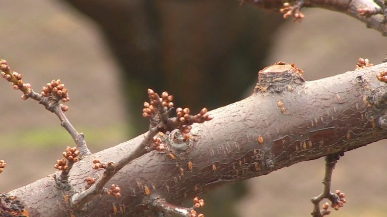 An unseasonably warm winter causes concern for crops