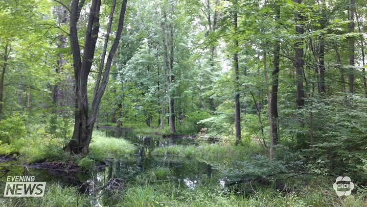 Niagara wetland worries