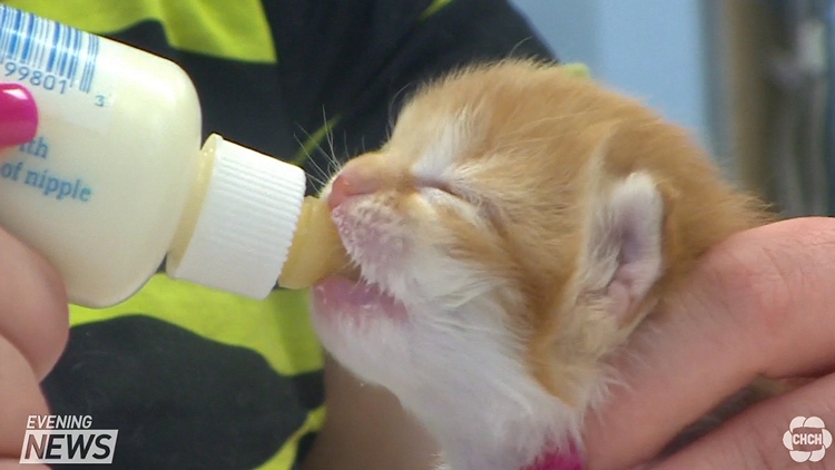 Shelters overwhelmed by abandoned kittens