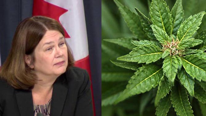 Marijuana legislation coming to Canada next Spring