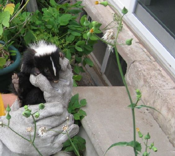 Skunk babies make earliest arrival in 10 years