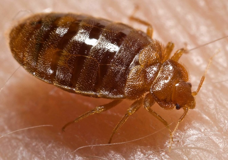 Bed bugs drawn to certain colours