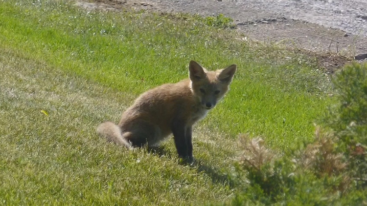 Fox steals shoes