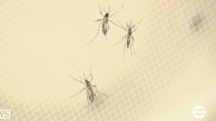 Mosquito that could carry Zika found in Windsor