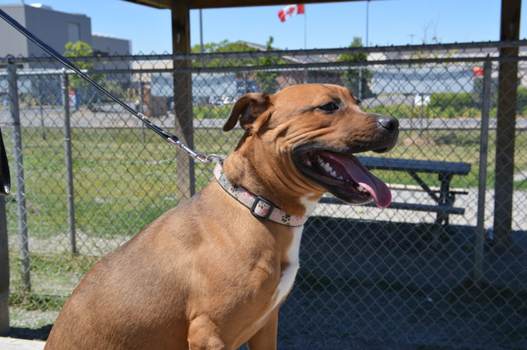 Niagara Animal Services is asking the public to help identify a dog