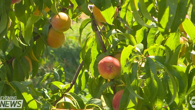 Delicious peaches