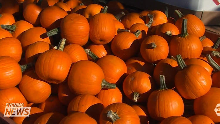 Halloween hijinks damages several mailboxes, OPP investigates