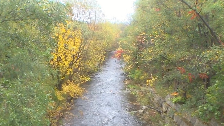 Chinook salmon spawning in Spencer Creak