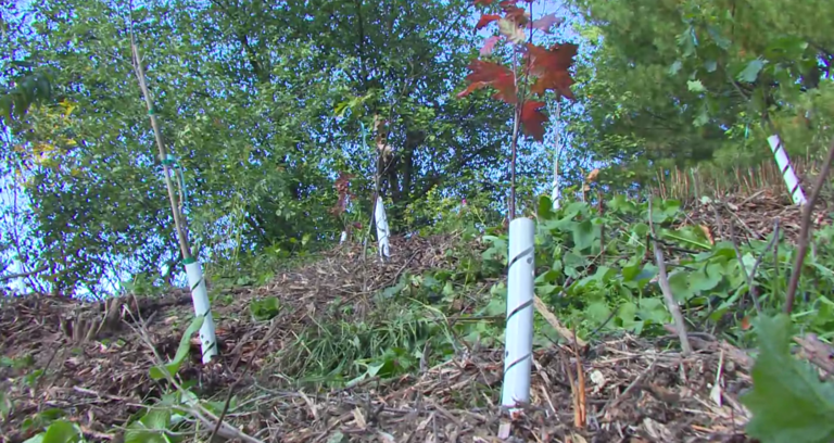 400 native trees to be added to Hamilton’s landscape