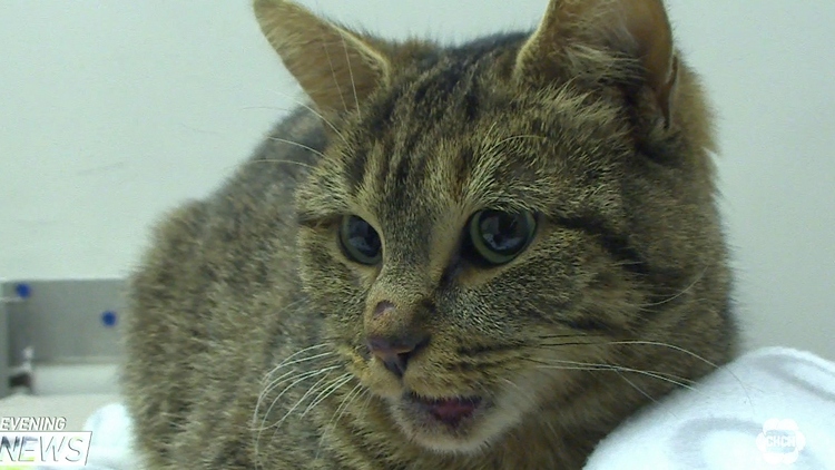 Cat tossed on highway