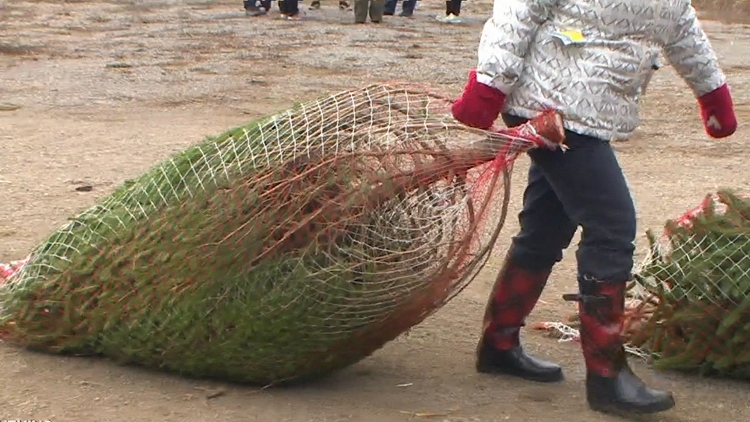 Busy weekend for Christmas tree cutting