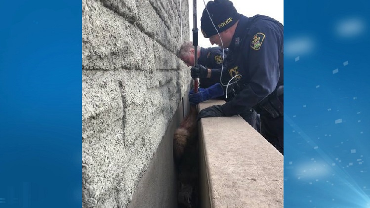 Coyote rescued after being trapped on the QEW