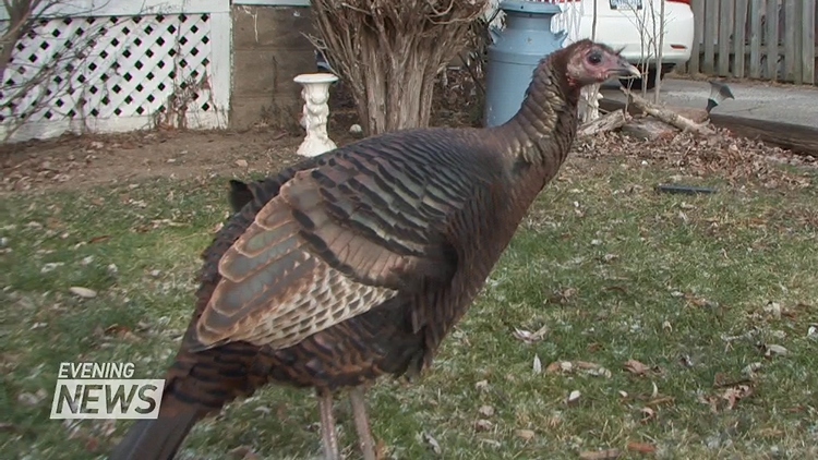 Judy, the wild turkey, is Chippawa’s community pet