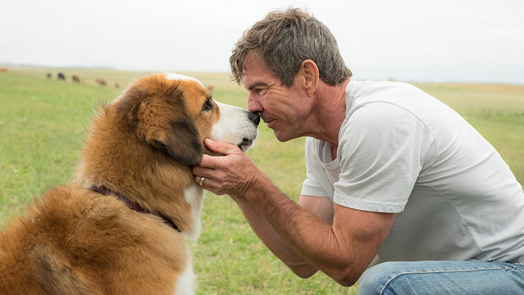 A Dog's Purpose