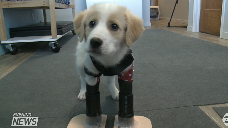 Two-legged puppy takes first steps with prosthetic legs