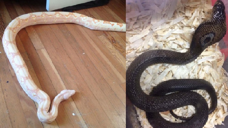 Poisonous snakes stolen from Thorold home