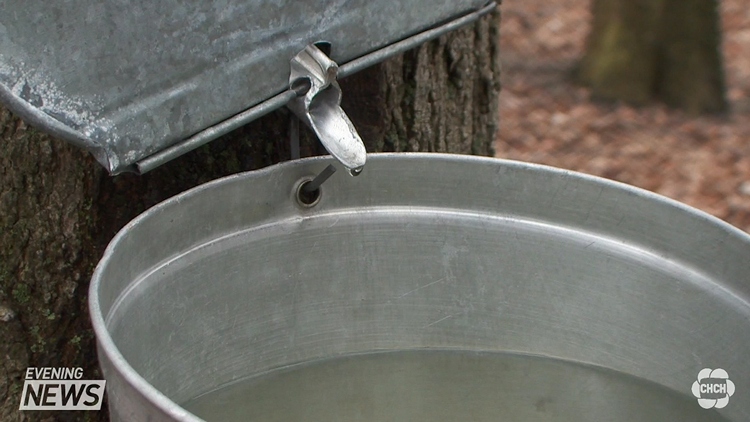 Warm weather impact on Maple syrup