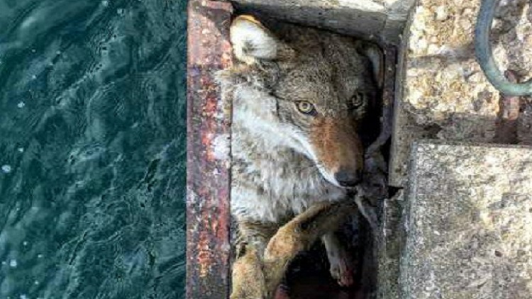 Coyote rescued from ladder well near Burlington lift bridge