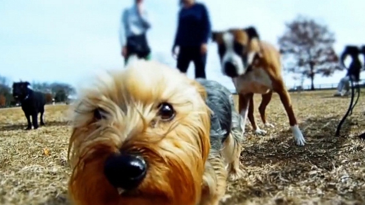 City of Waterloo to put dog poop to good use