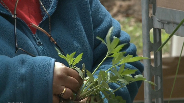 First annual Plant Faire in bloom at Royal Botanical Gardens