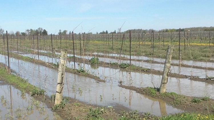 How the heavy rain is affecting vineyards across Niagara