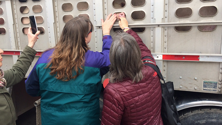 Toronto woman who gave water to pigs headed to slaughter cleared of mischief