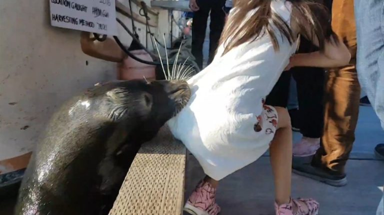 Video captures sea lion dragging girl into water