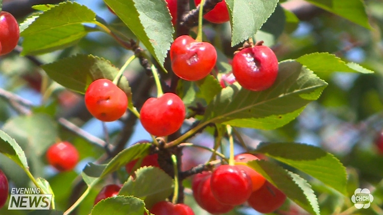 Hail storm means bad business for Niagara cherry farmers