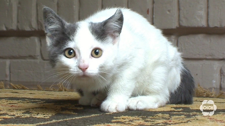 Injured Kitten